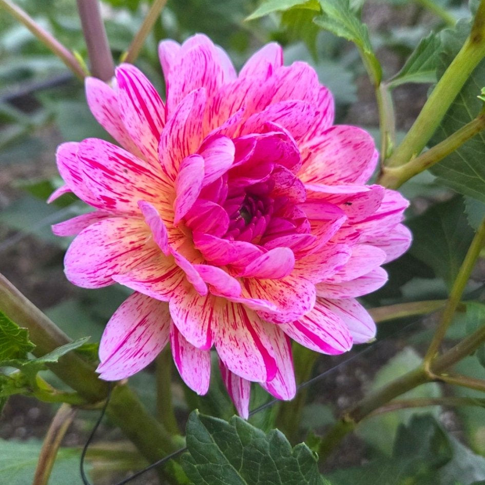 Hollyhill Pink Tigress - Freese Flower Farm