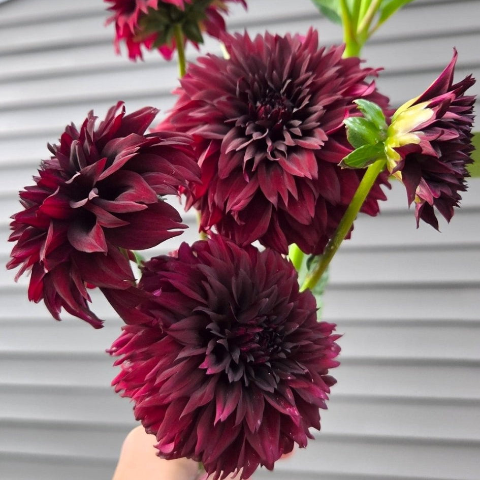 Fitzy's Dark Angel - Freese Flower Farm