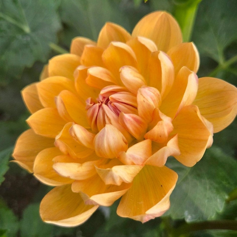 Hollyhill Honeygold - Freese Flower Farm