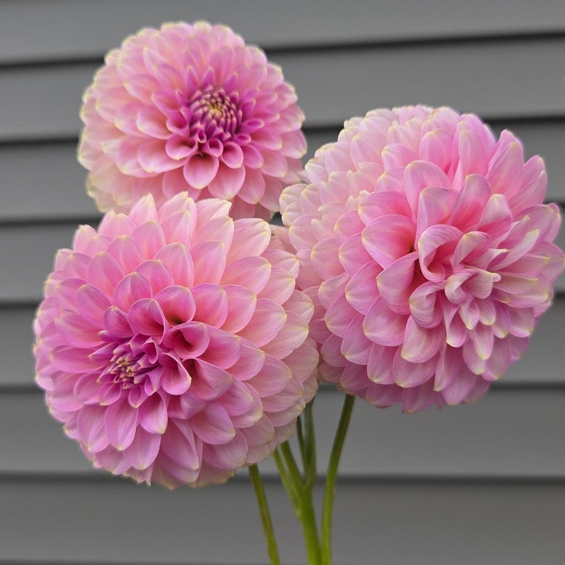 Florelie Oracle - Freese Flower Farm