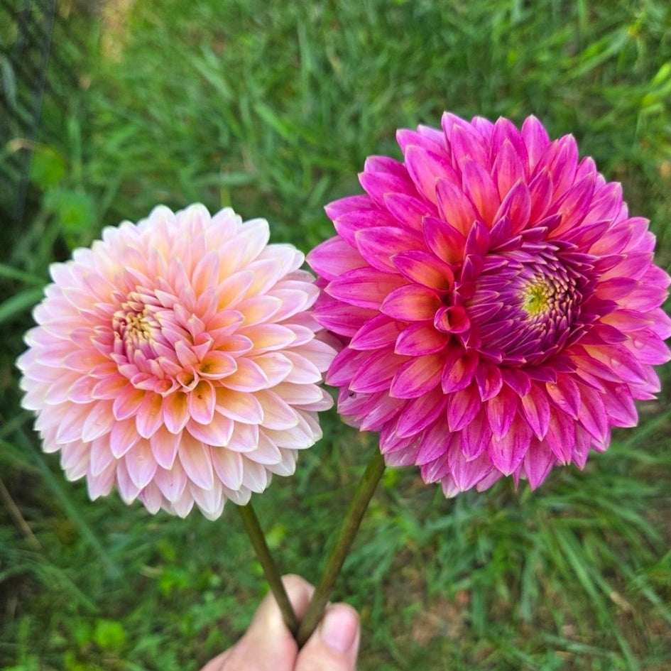 BQ Mojo - Freese Flower Farm