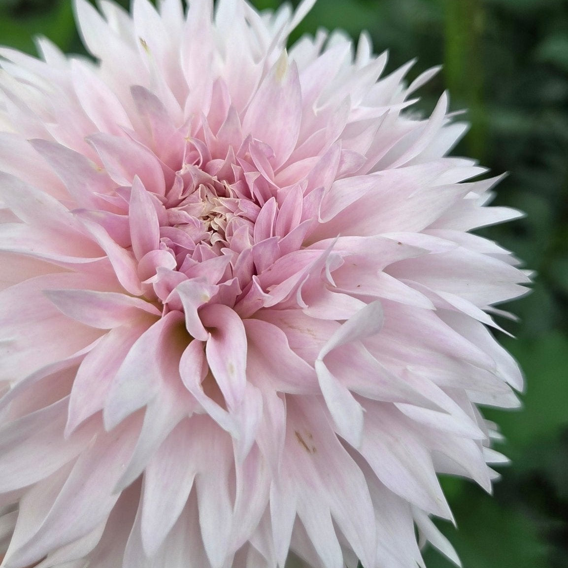 Lee's Star Child - Freese Flower Farm