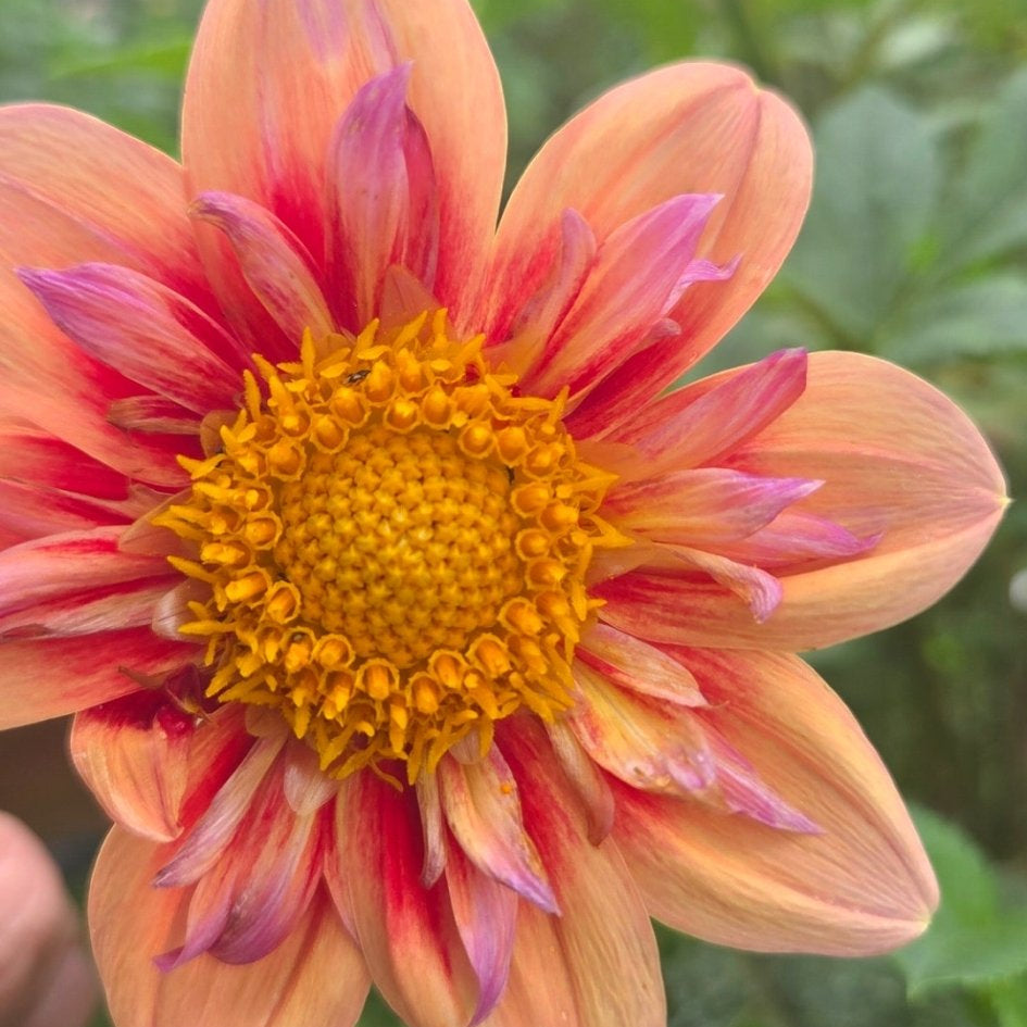 Orange Hype - Freese Flower Farm