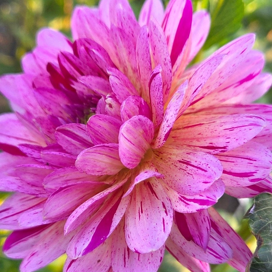 HH Pink Tigress - Freese Flower Farm