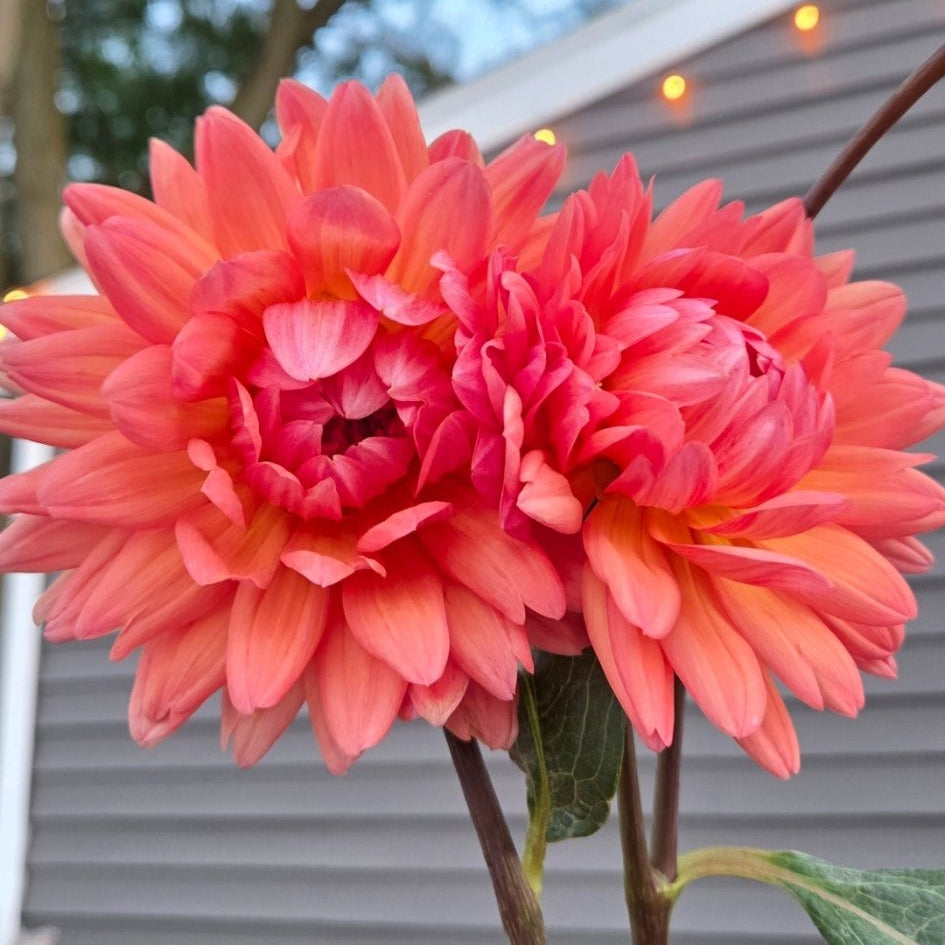 Cheerleader - Freese Flower Farm