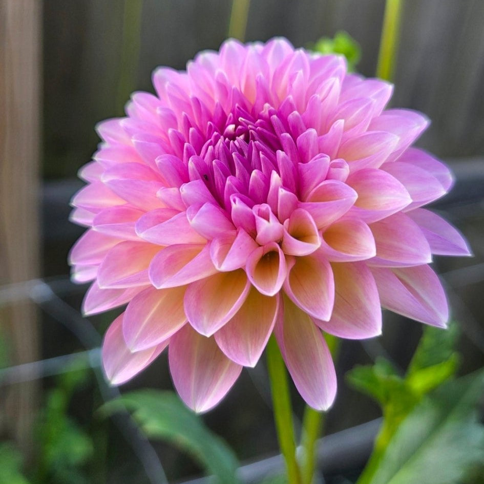 Lee's Muava Guava - Freese Flower Farm