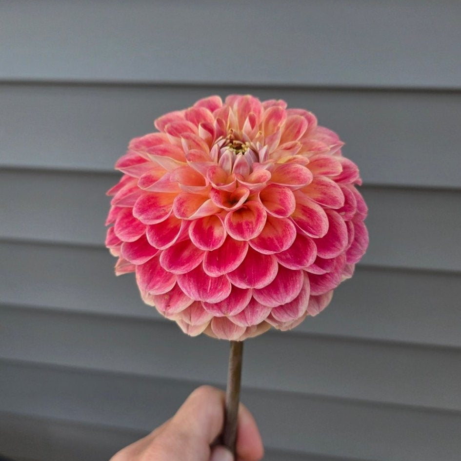 RM James - Freese Flower Farm