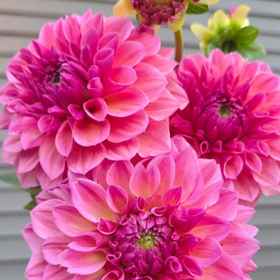 RM Berry Kiss - Freese Flower Farm