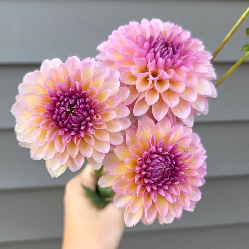 Lee's Bertie - Freese Flower Farm