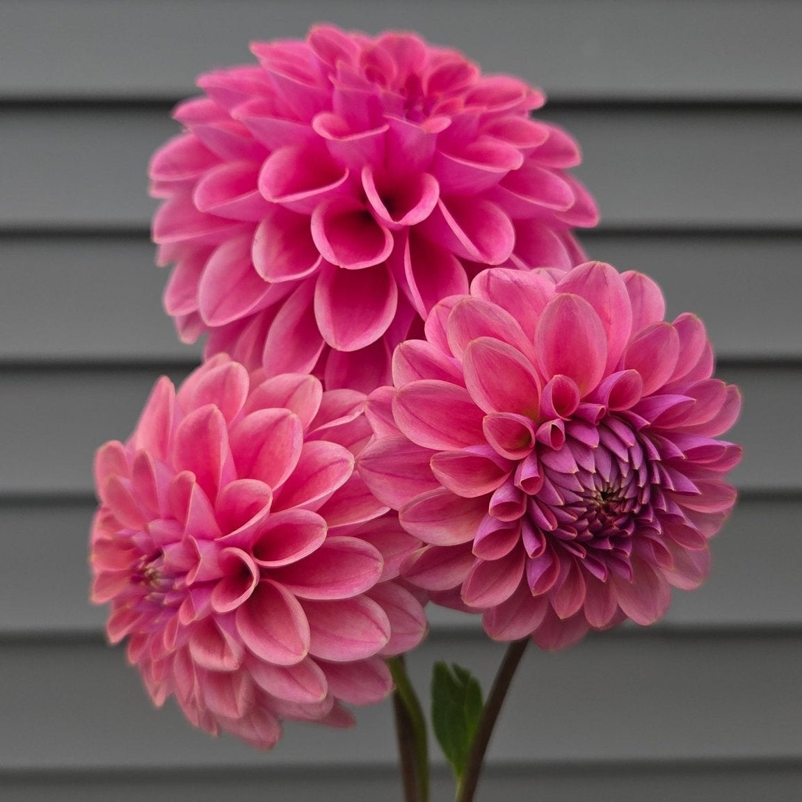 Winkie Truffle - Freese Flower Farm