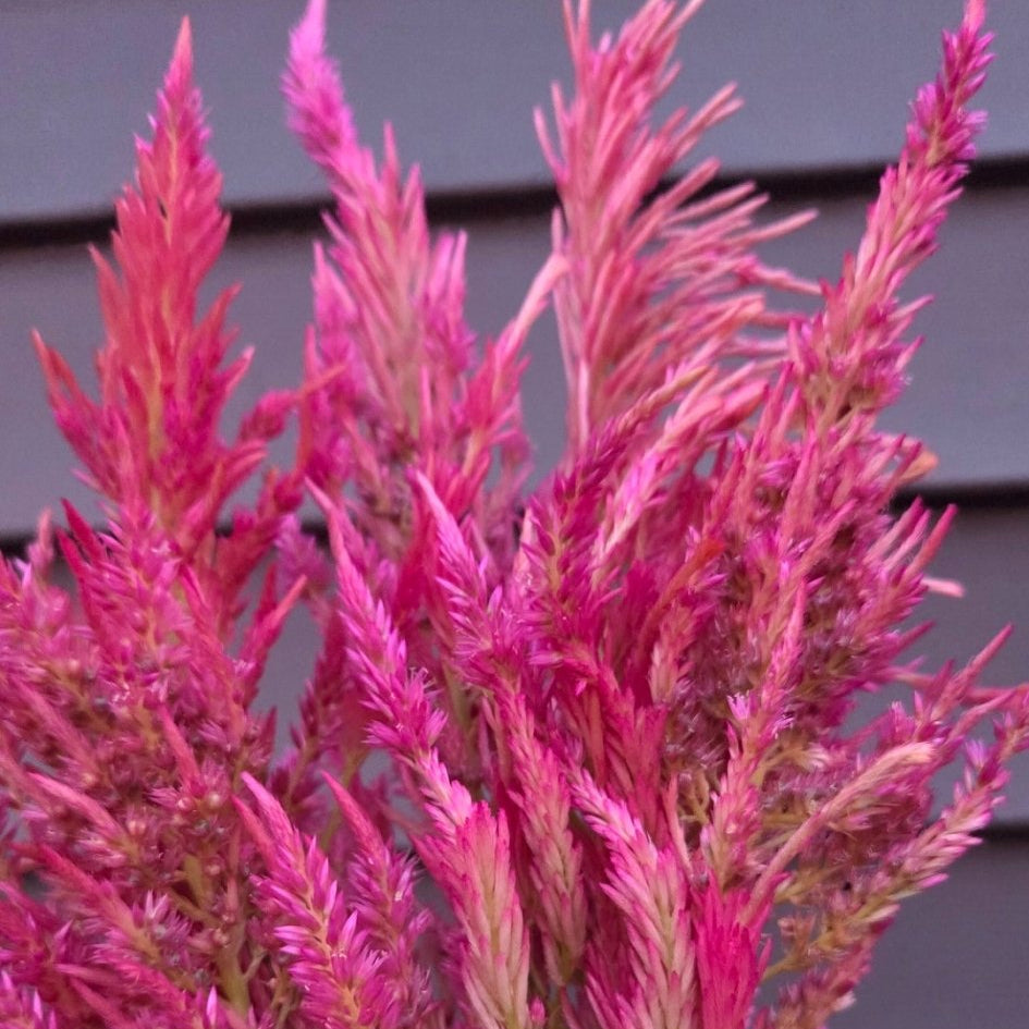 Celosia, Spun Sugar - Freese Flower Farm