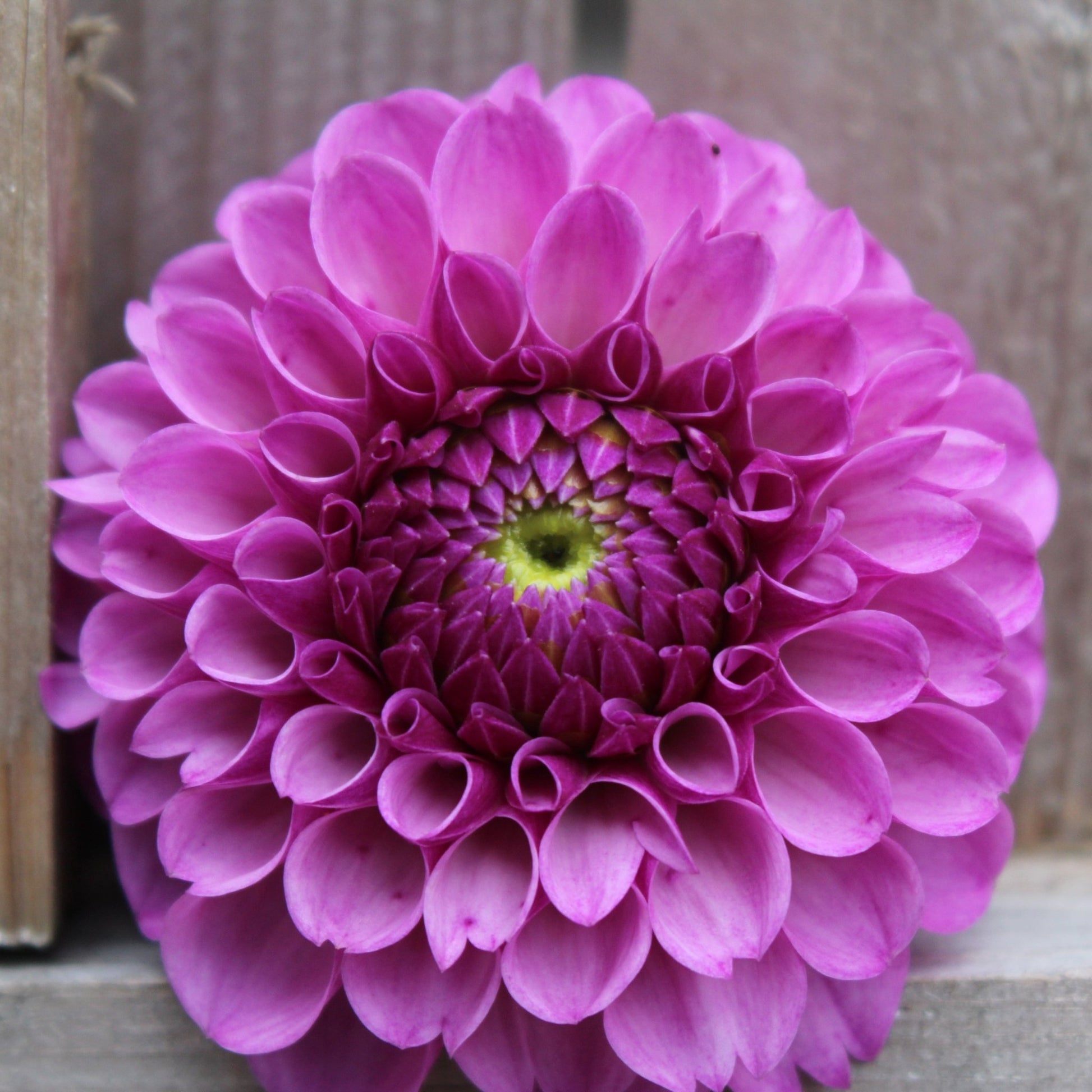 Roban Royal - Freese Flower Farm