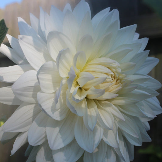 Rogue Starburst - Freese Flower Farm