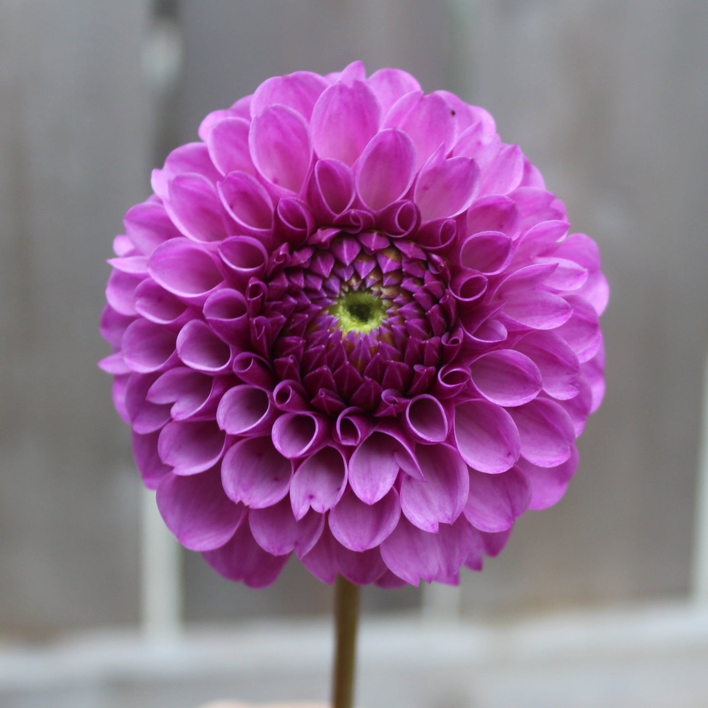 Roban Royal - Freese Flower Farm