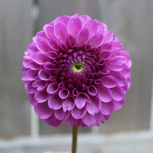 Roban Royal - Freese Flower Farm