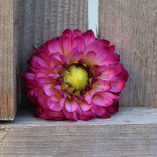 Romantique - Freese Flower Farm