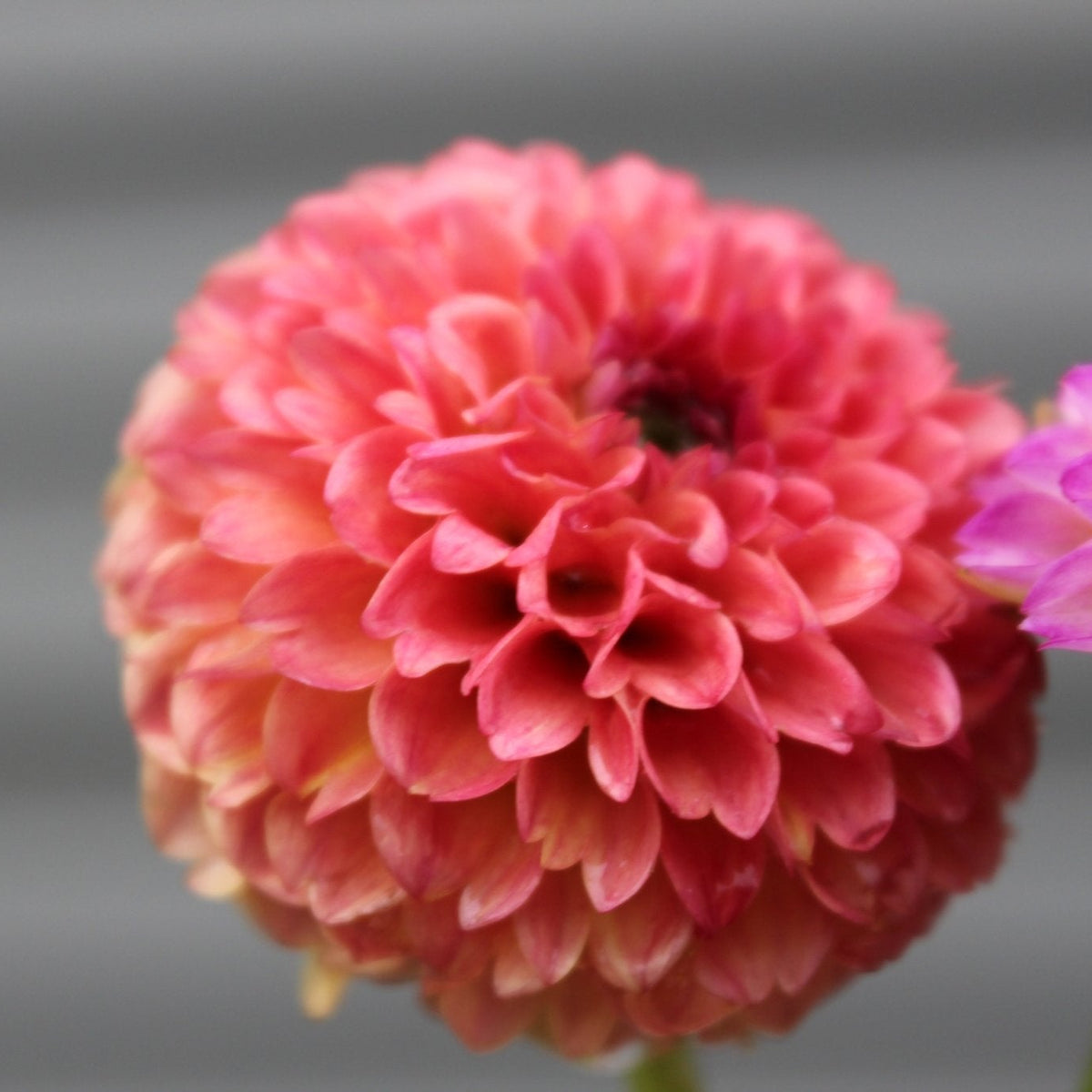 Rosemary Dawn - Freese Flower Farm