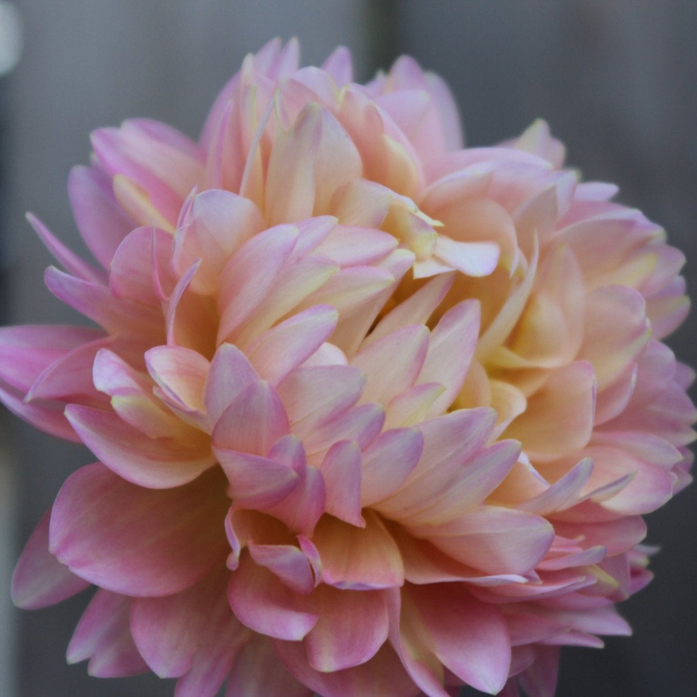 Rosemary Webb - Freese Flower Farm