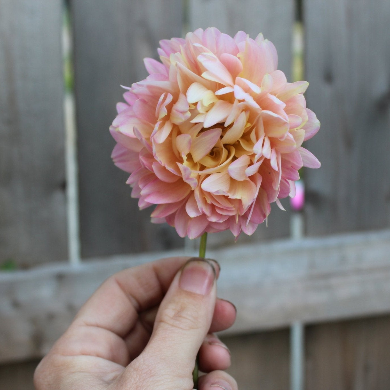 Rosemary Webb - Freese Flower Farm