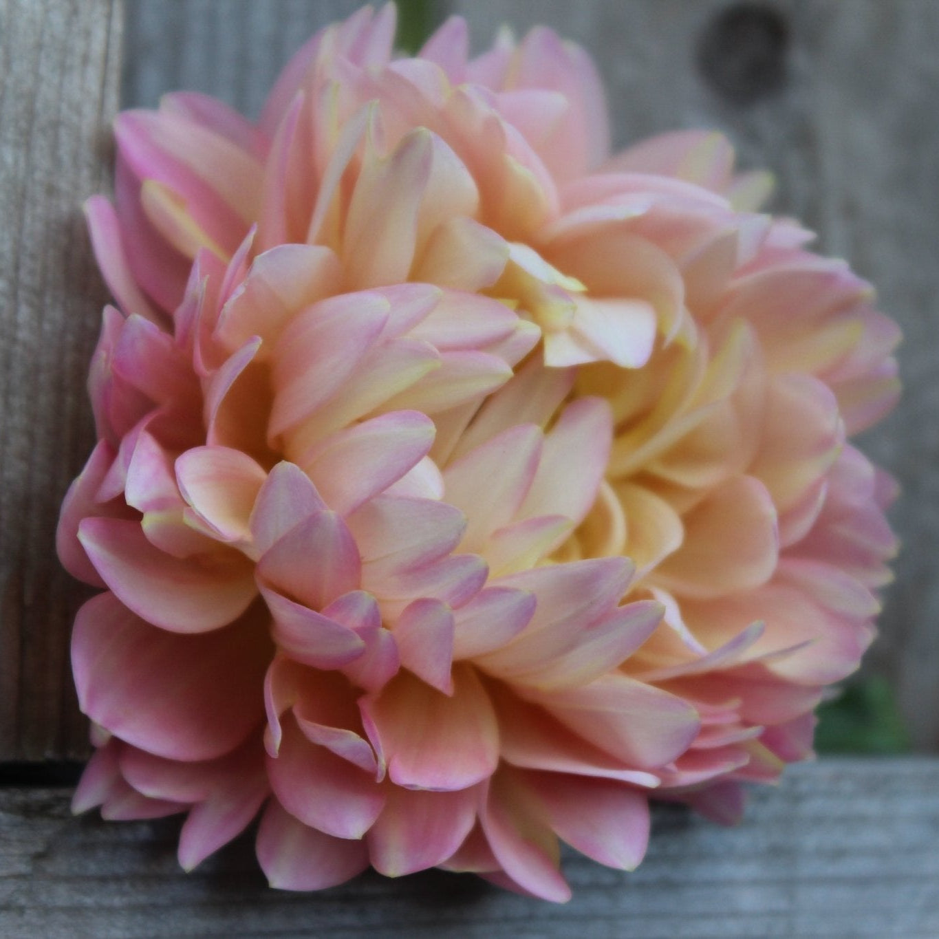 Rosemary Webb - Freese Flower Farm