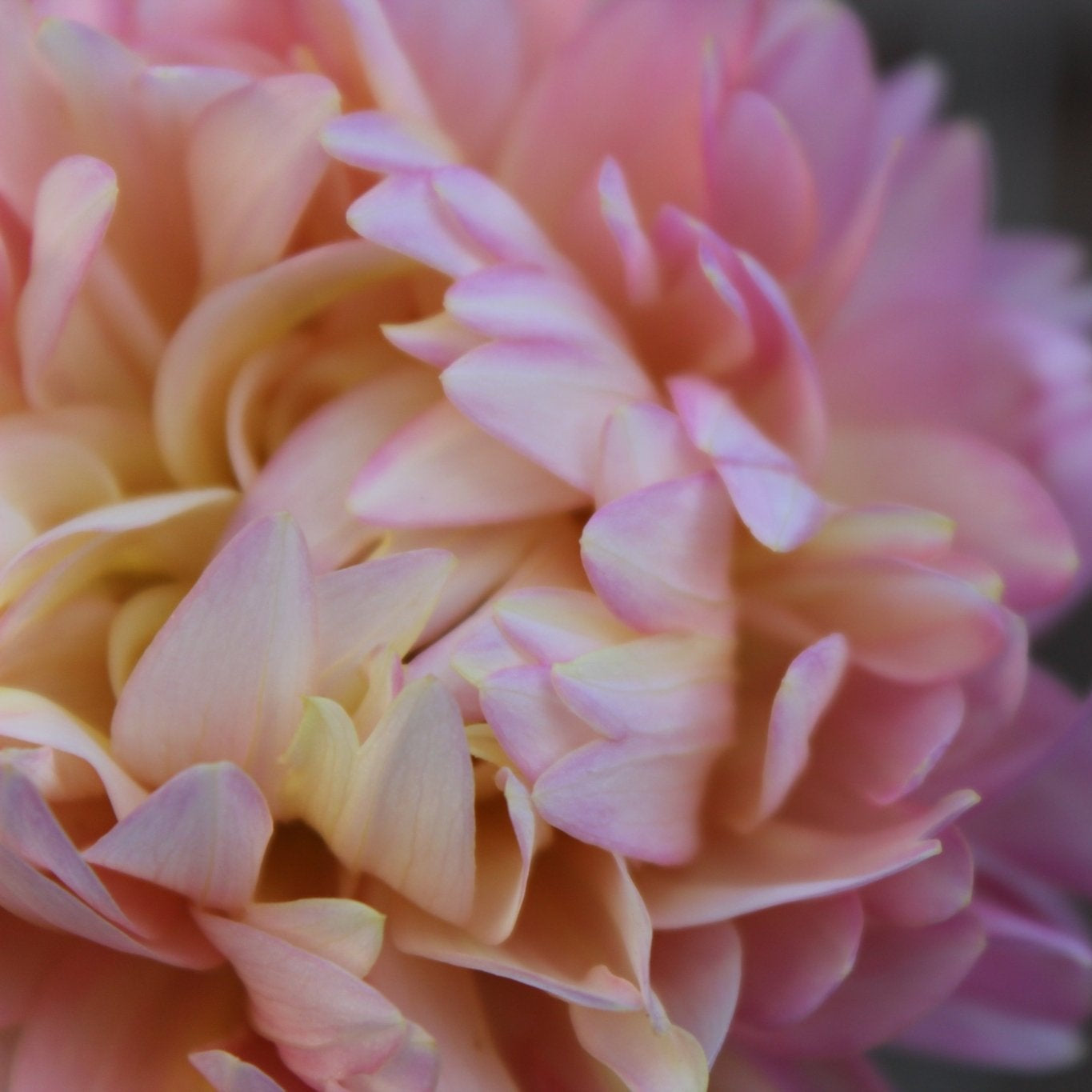 Rosemary Webb - Freese Flower Farm