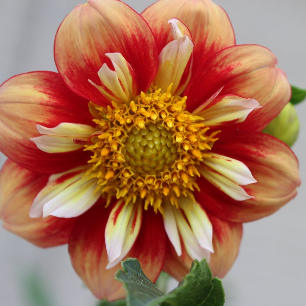 Rowdy - Freese Flower Farm