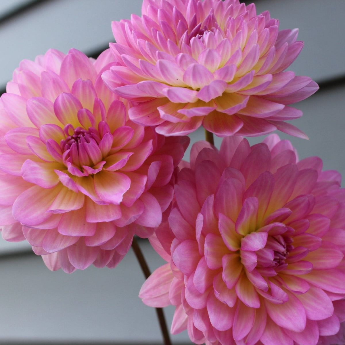 Ruthi G - Freese Flower Farm