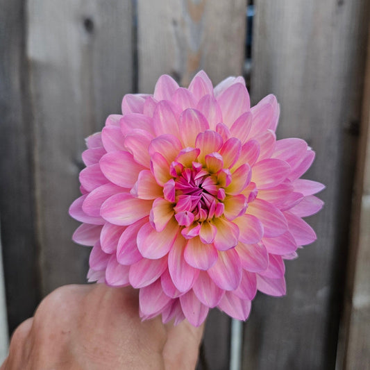 Ruthie G - Freese Flower Farm