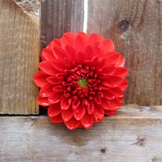 Ruskin Gypsy - Freese Flower Farm