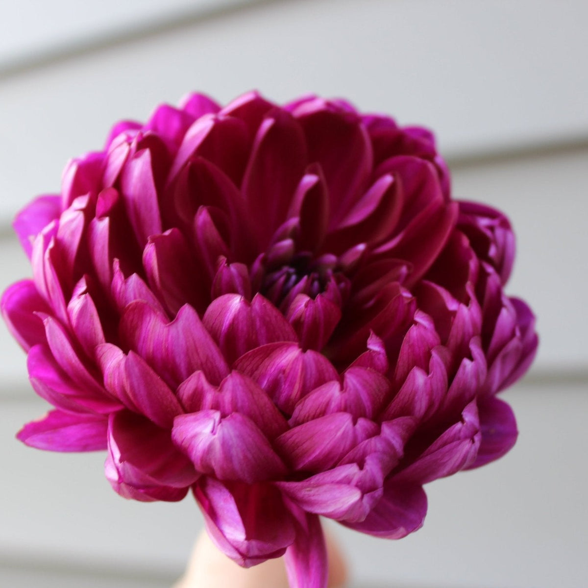 Sandia Regal - Freese Flower Farm