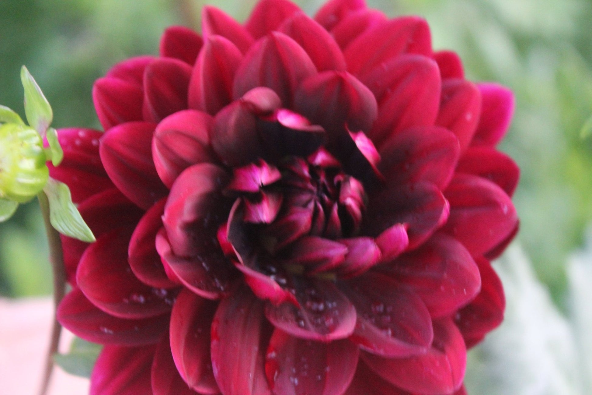 Sam Hopkins - Freese Flower Farm