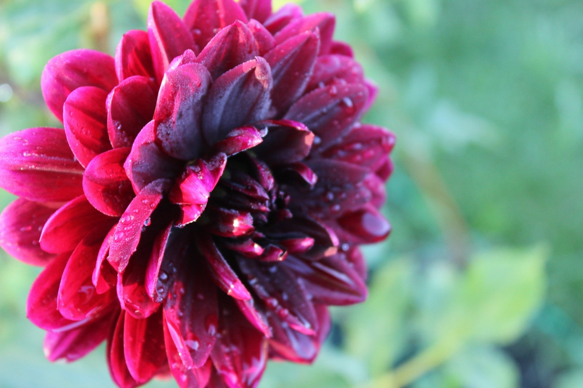 Sam Hopkins - Freese Flower Farm