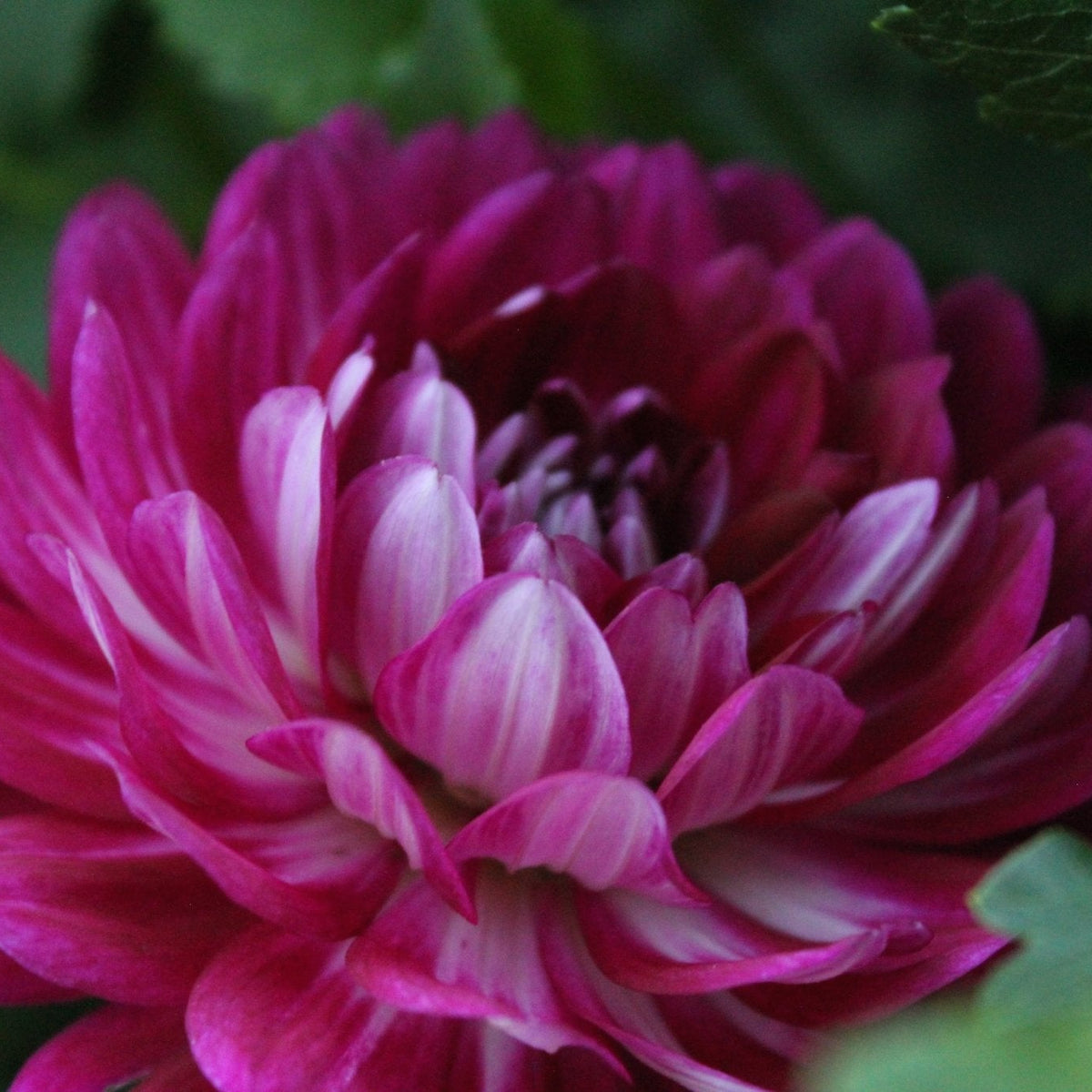 Sandia Bertha - Freese Flower Farm