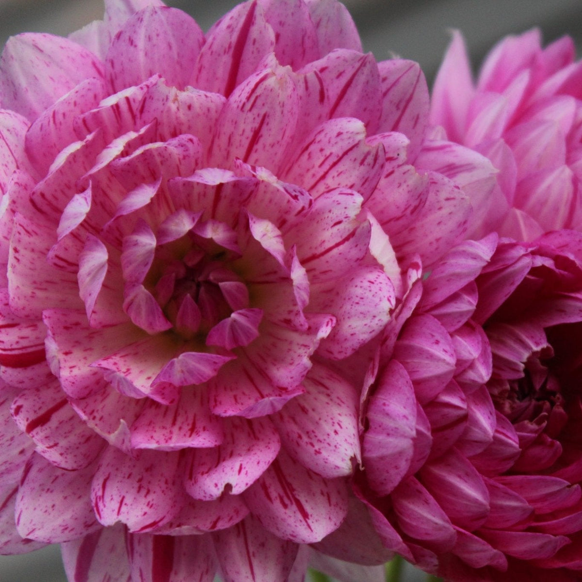 Sandia Cancan - Freese Flower Farm
