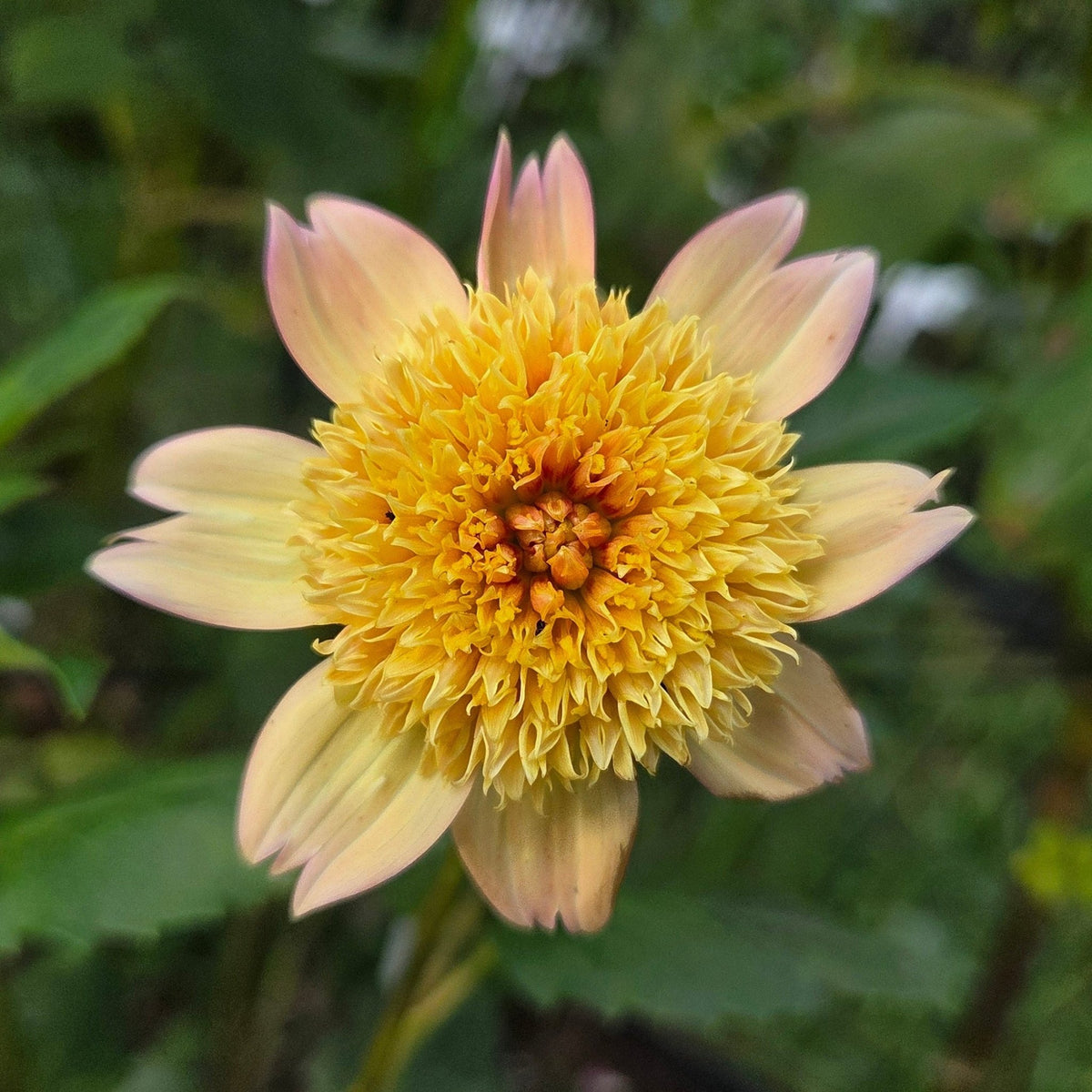Sandia Brocade - Freese Flower Farm