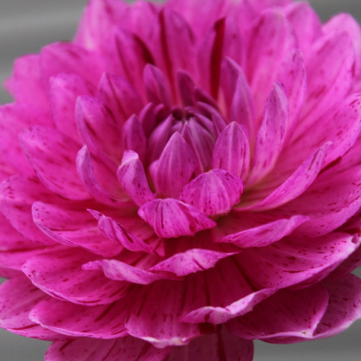 Sandia Cancan - Freese Flower Farm