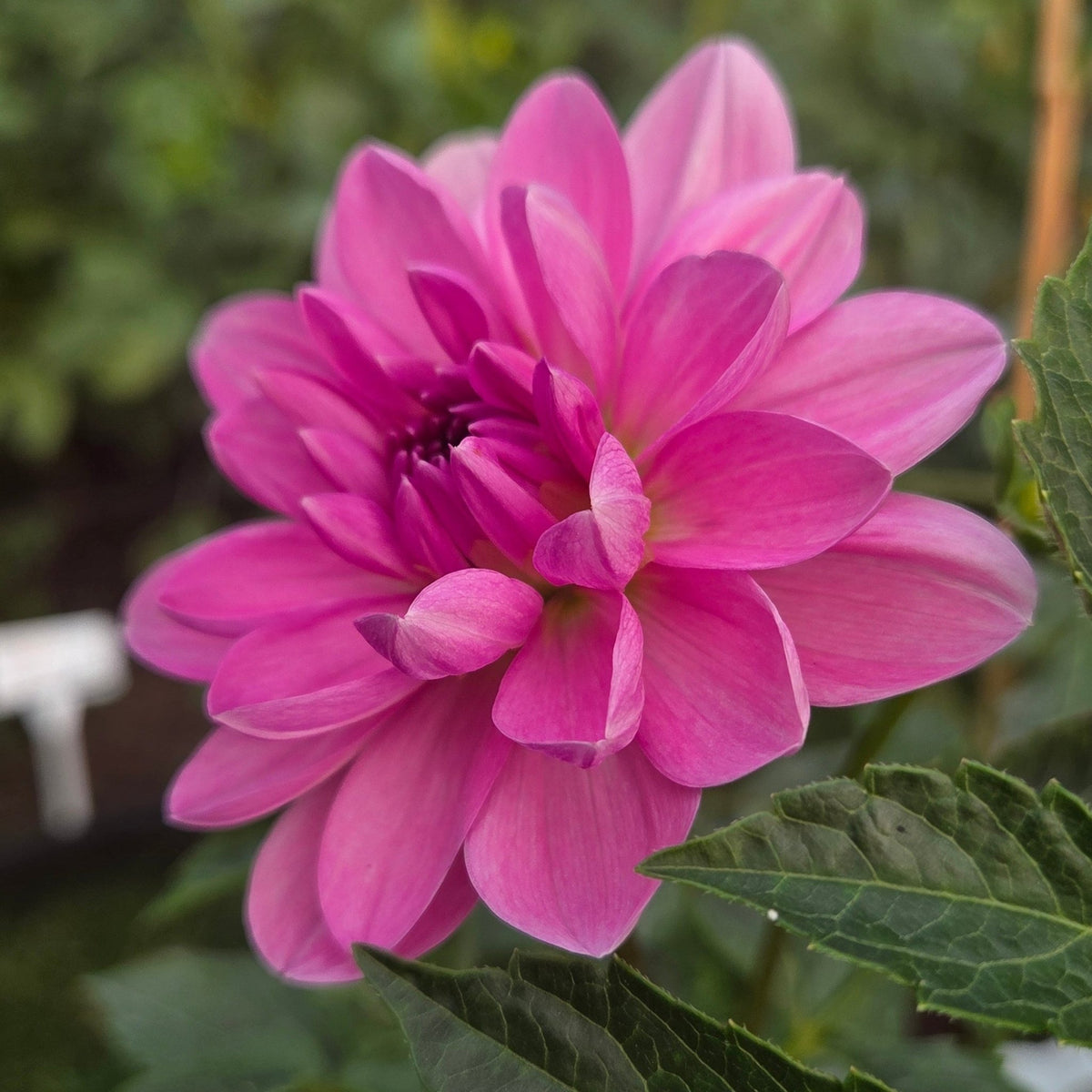 Sandia Flirt - Freese Flower Farm