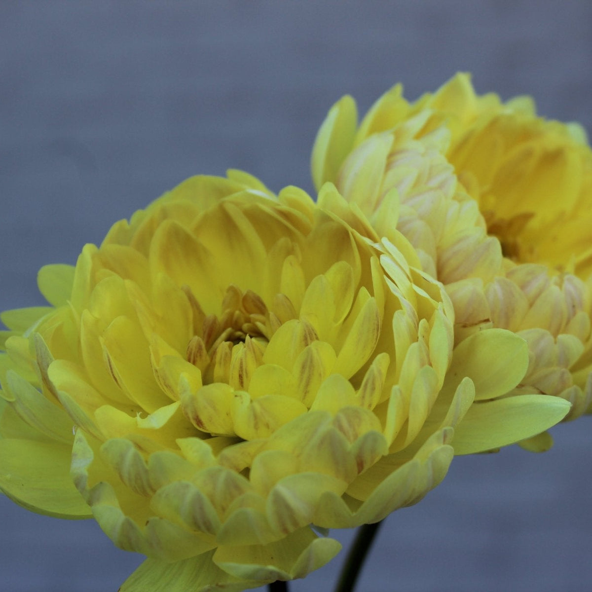 Sandia Gold - Freese Flower Farm