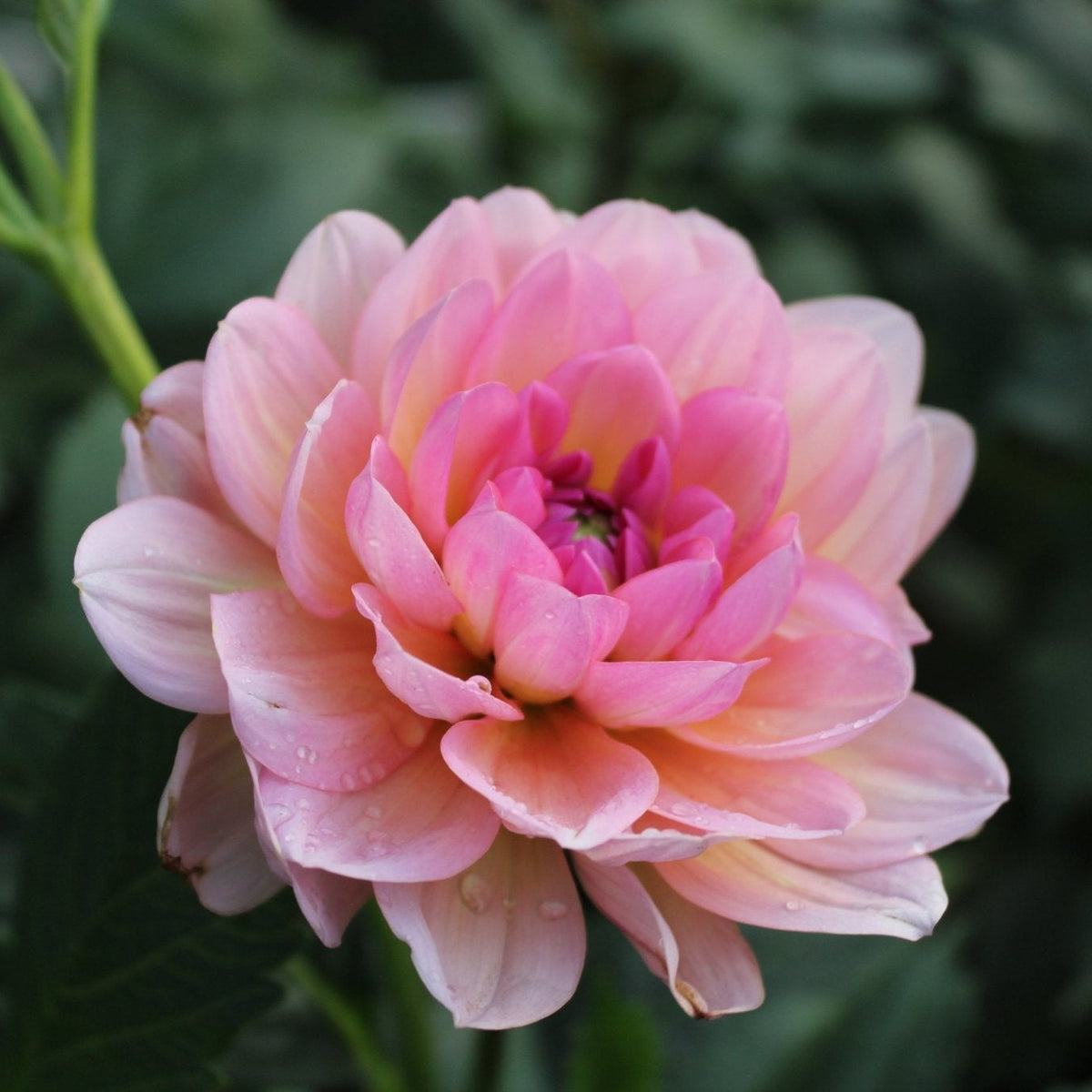Sandia Rose - Freese Flower Farm