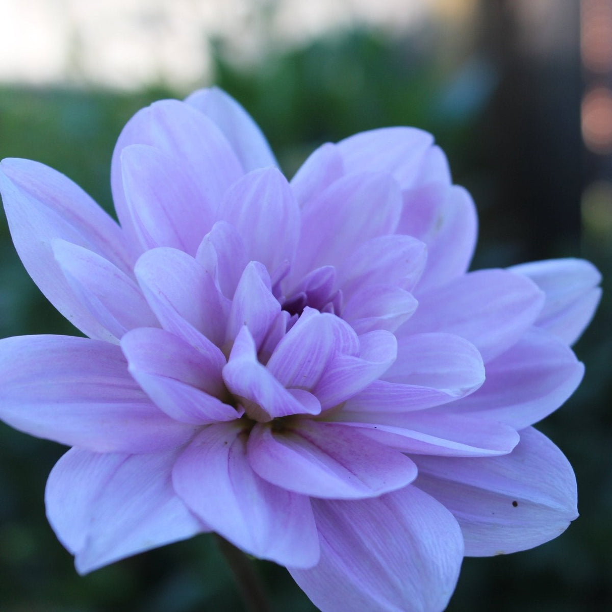 Sandia Shomei - Freese Flower Farm