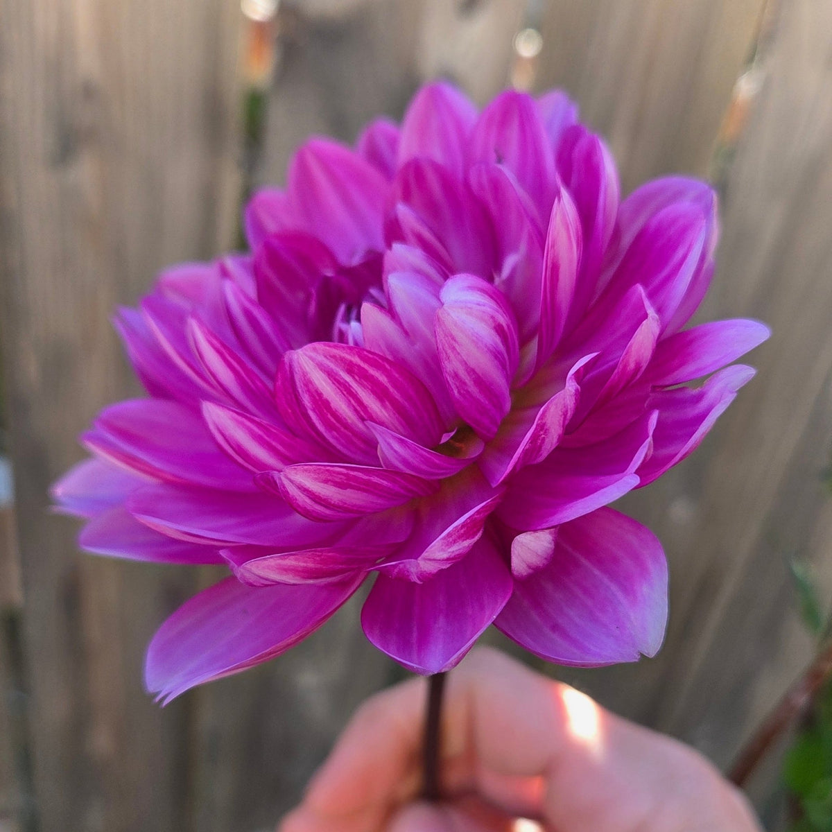 Sandia Lillian - Freese Flower Farm