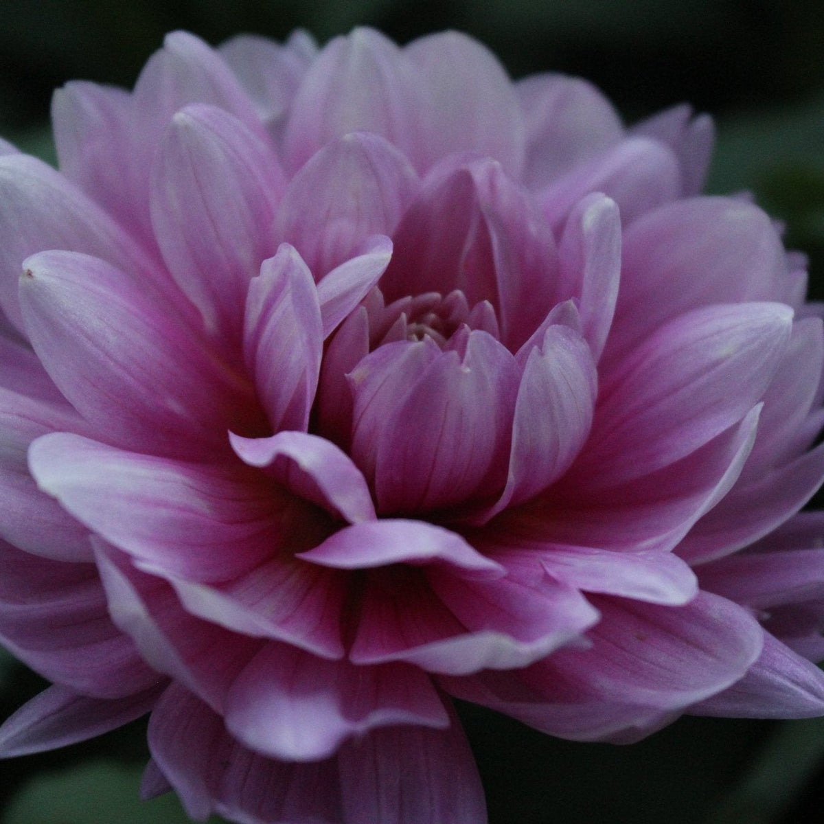 Sandia Molly - Freese Flower Farm