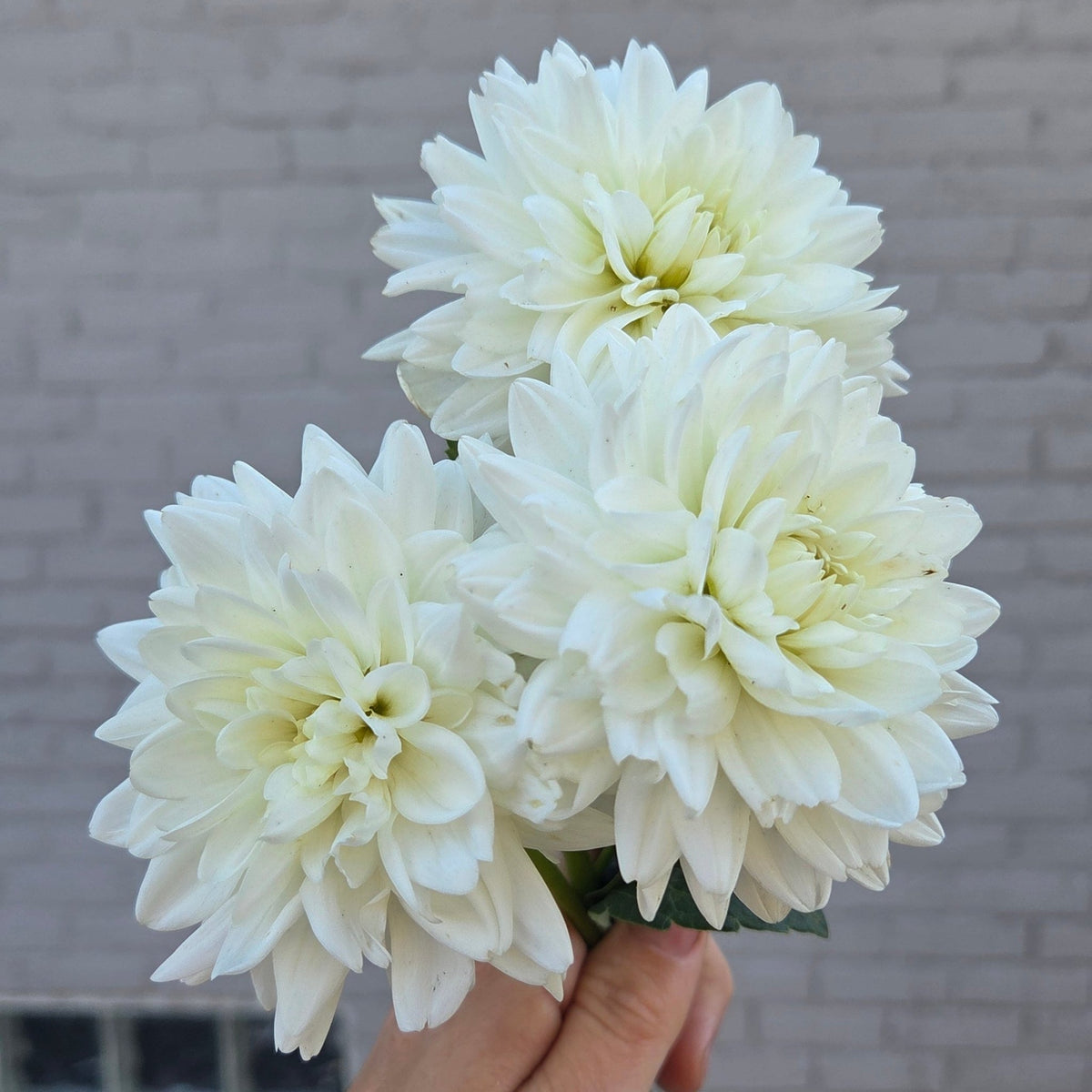 Sandia Serenity - Freese Flower Farm