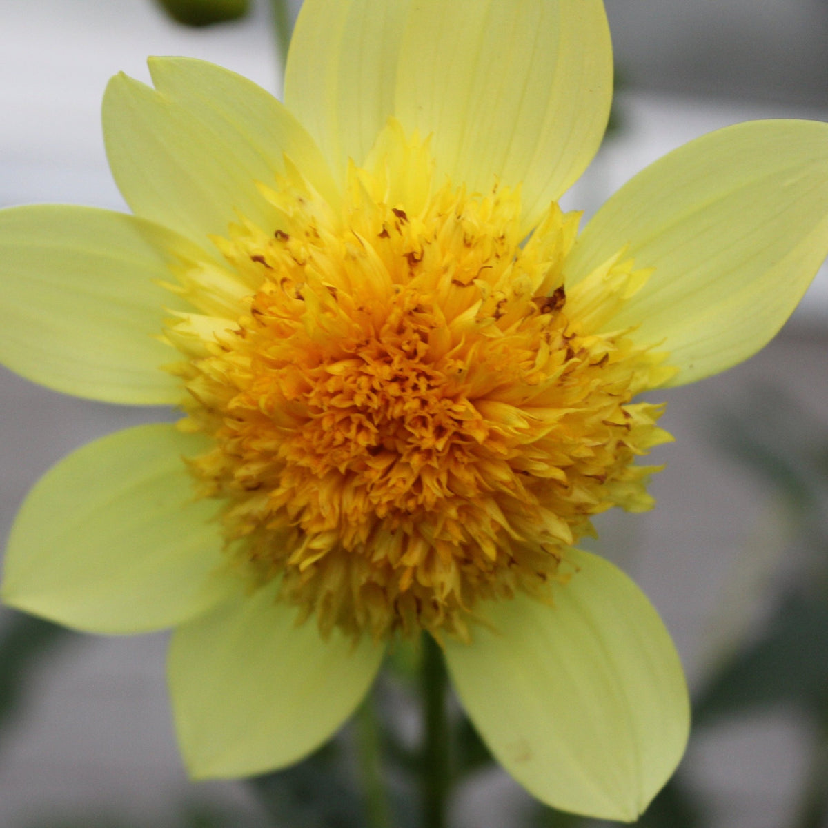 Sandia Sunbonnet - Freese Flower Farm