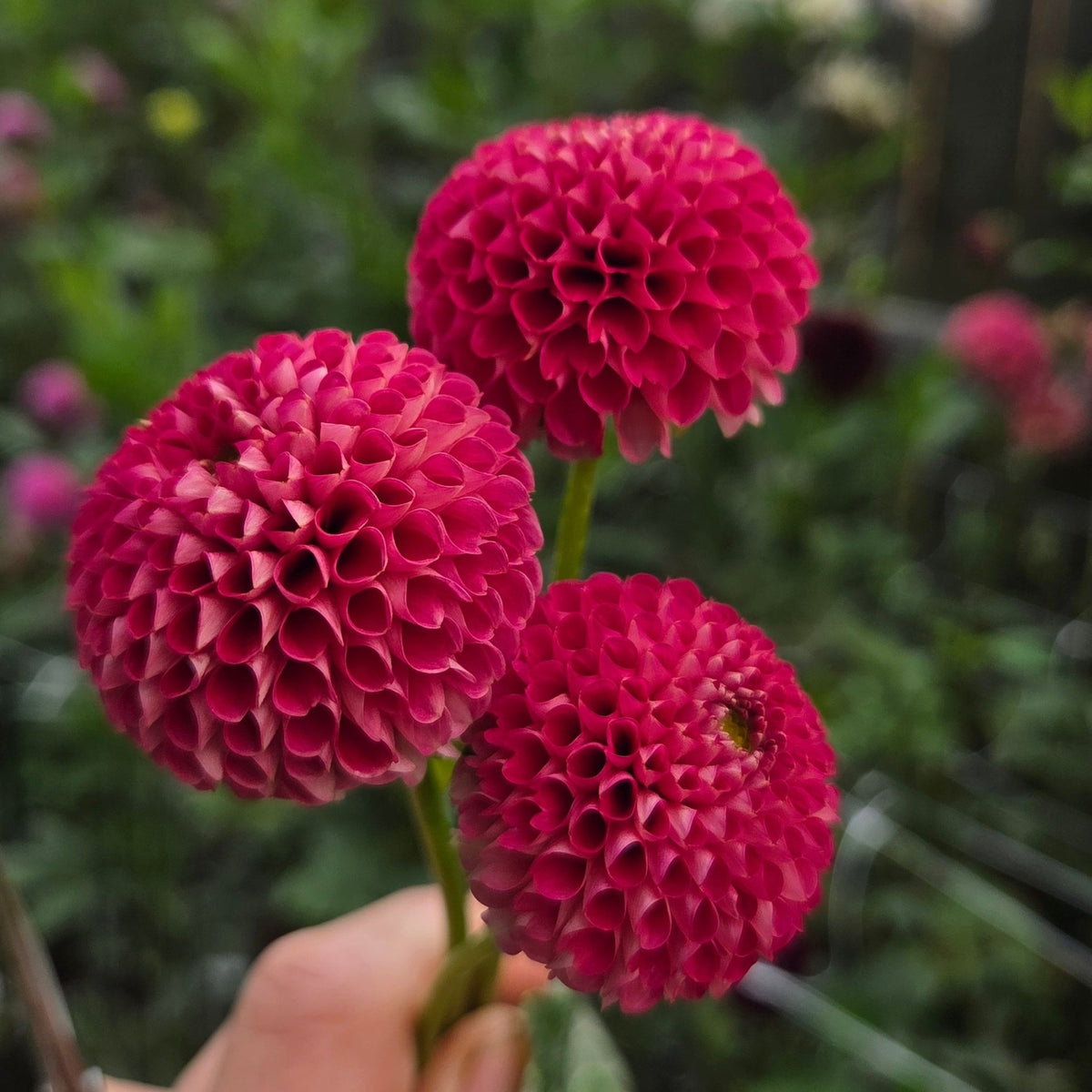 SB KA's Choice - Freese Flower Farm