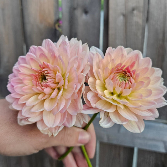 Sandia Bliss - Freese Flower Farm