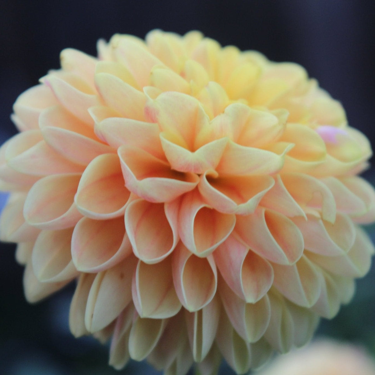 SB Ora - Freese Flower Farm