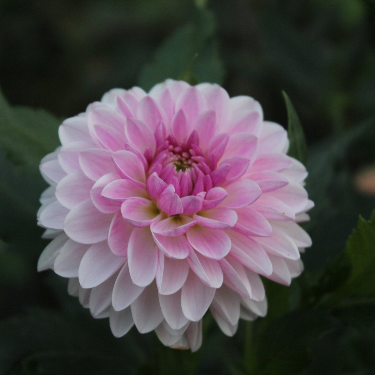 Scrunchie - Freese Flower Farm