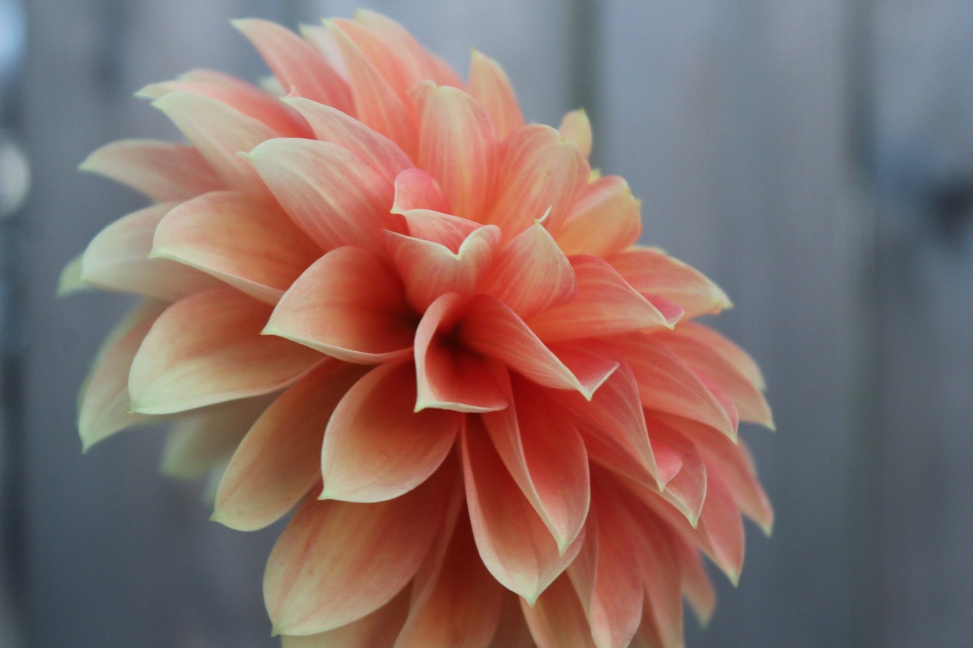 Seabeck's Shirley - Freese Flower Farm