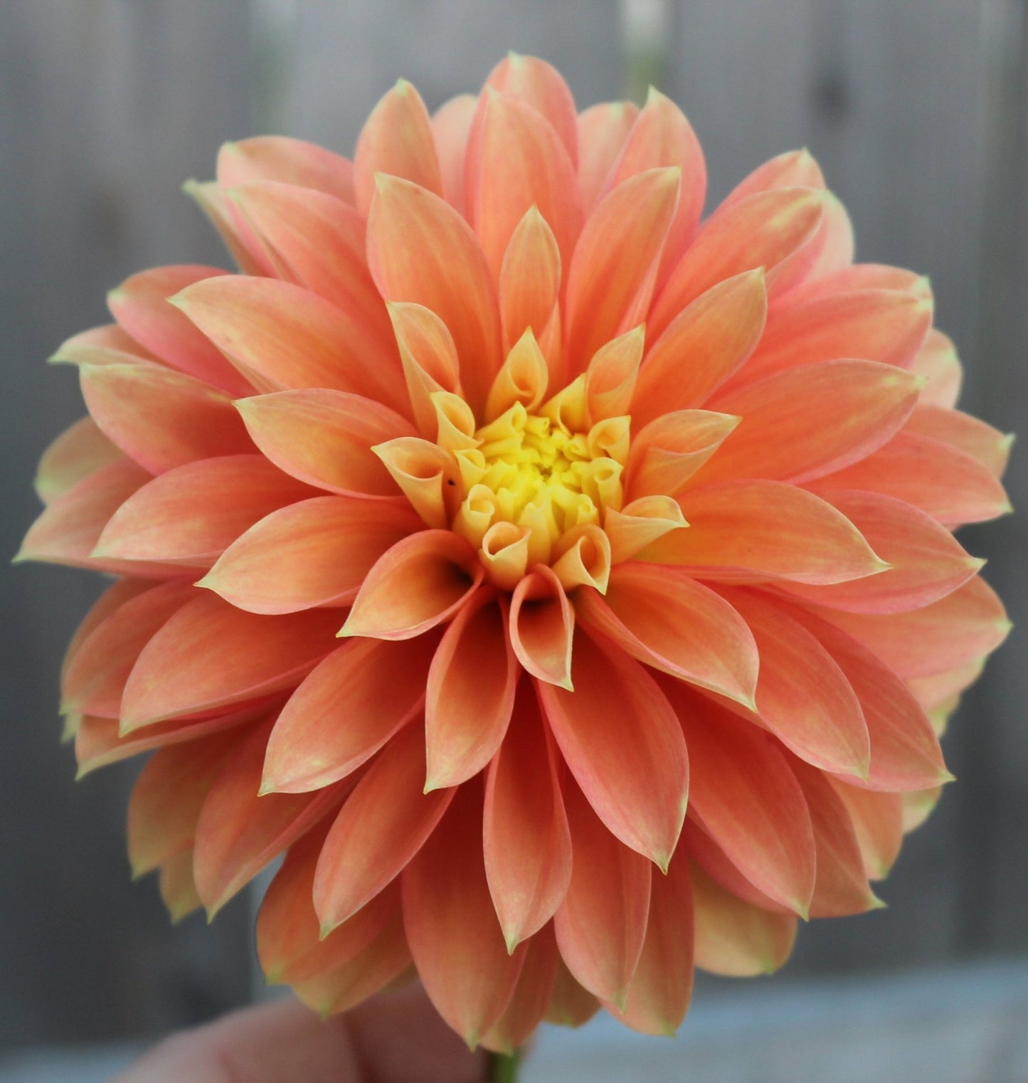 Seabeck's Shirley - Freese Flower Farm